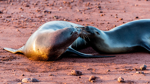 Sea Lion Love