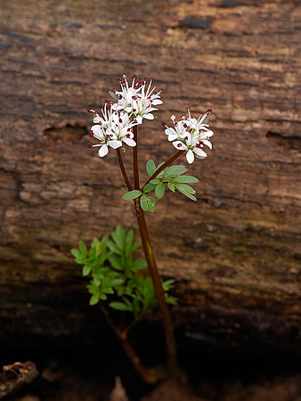 Harbinger of Spring