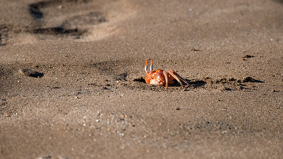 Ghost Crab