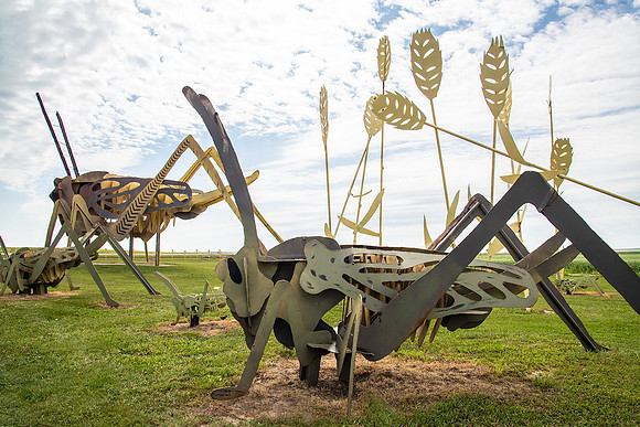 Grasshoppers in the Field