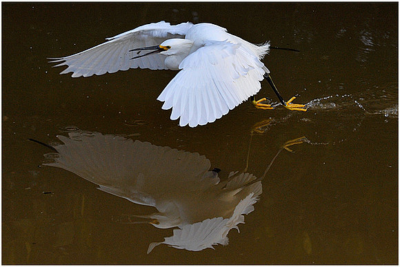 Snowy Egret fishing