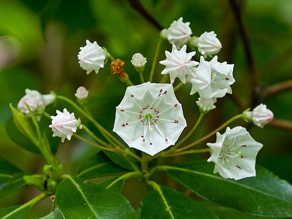 Mountain Laurel