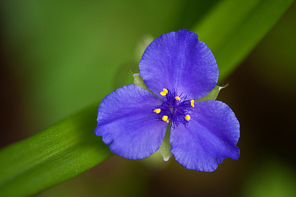 Spiderwort