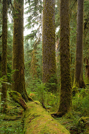 Quinalt Rain Forest