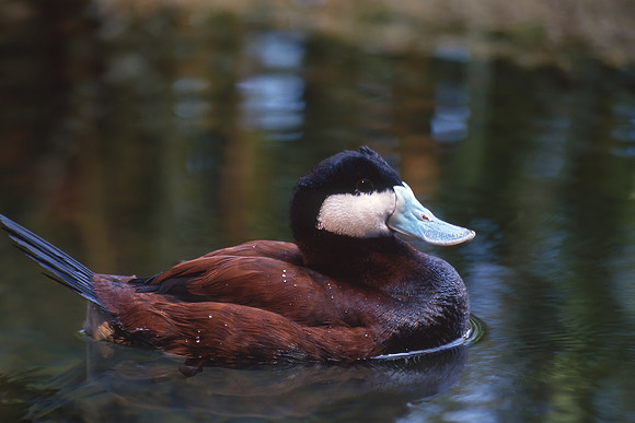 Ruddy Duck