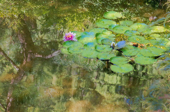 Waterlilies