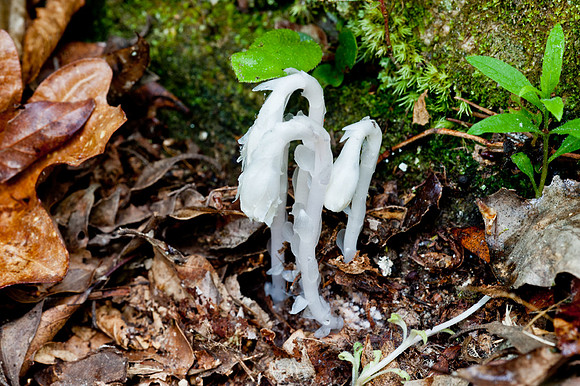 Indian Pipe