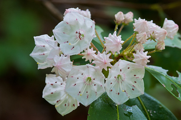 Mountain Laurel