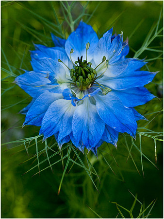 Love in a Mist flower