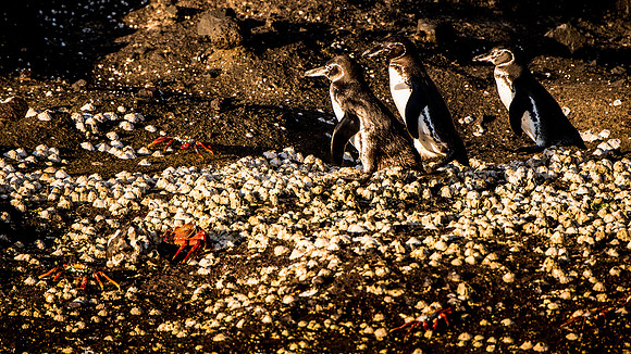 Galapagos Penguins
