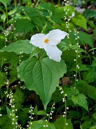 Large Flowering Trillium