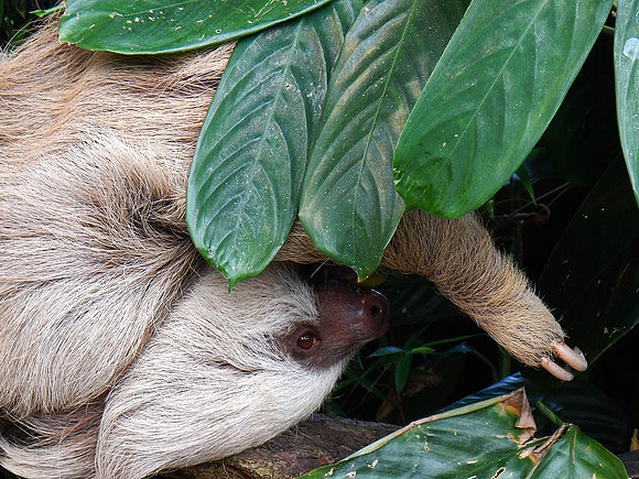 Two Toed Sloth