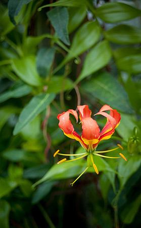 Longwood Gardens