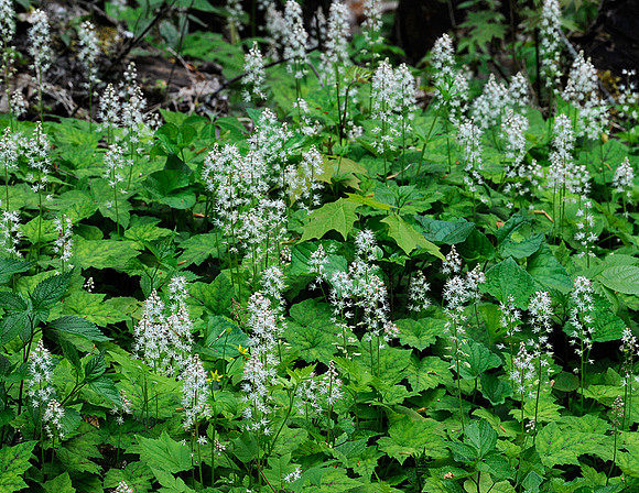 Foamflower