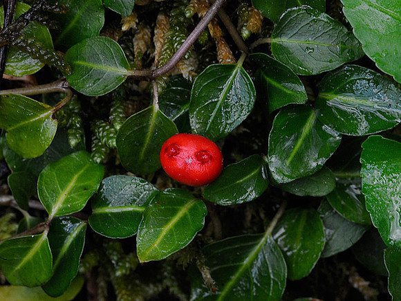 Partridgeberry