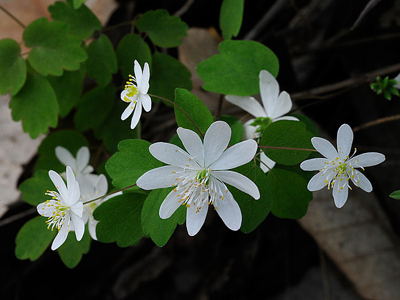 Rue Anemone