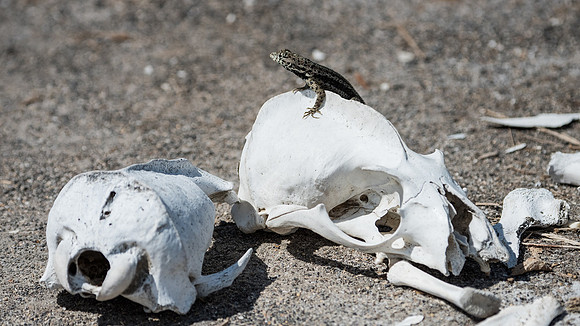 Lava Lizard