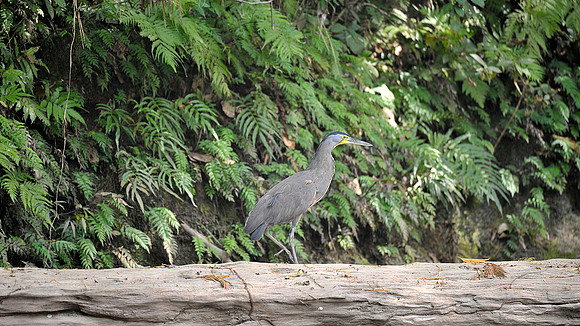 Tiger Heron
