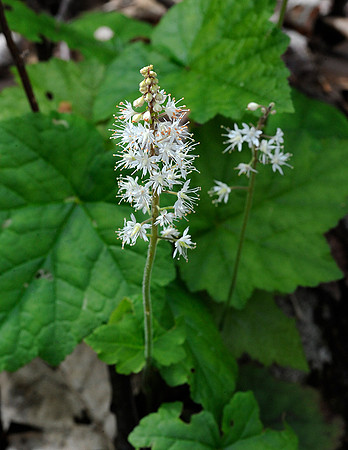Foamflower