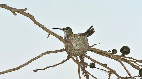 Hummingbird nest