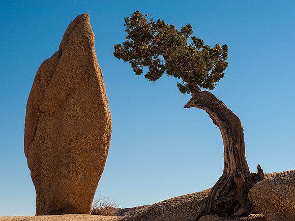 Joshua Tree National Park