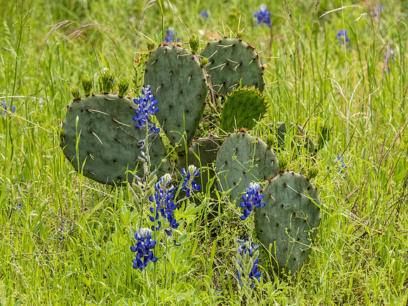 Texas Hill Country