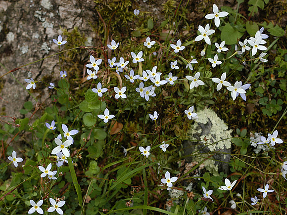 Bluets