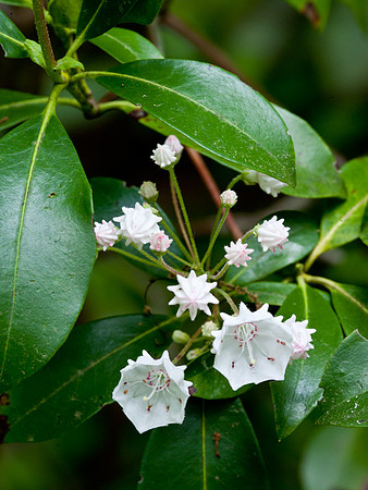 Mountain Laurel