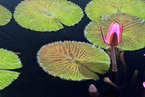 Longwood Gardens