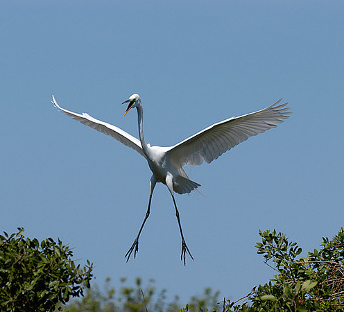 Egret
