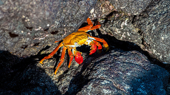 Sally Lightfoot Crab
