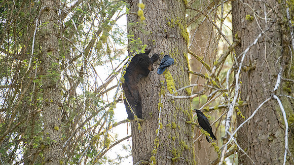 Cub getting picked on by two Ravens