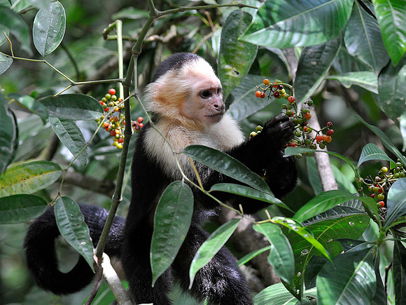 White faced monkey