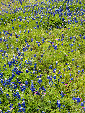 Texas Hill Country