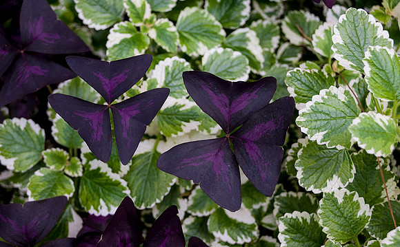 Longwood Gardens