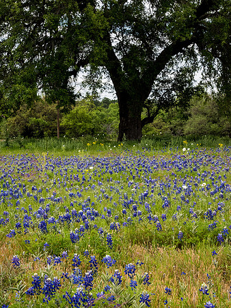 Texas Hill Country