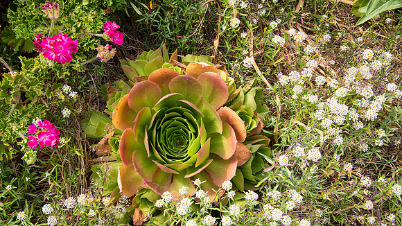 succulent and flowers