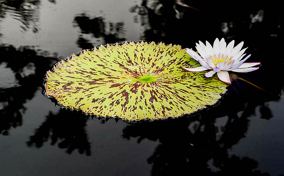 Longwood Gardens