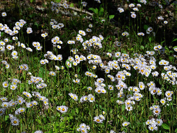 Daisy Fleabane