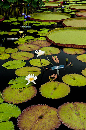 Longwood Gardens