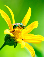 Green Bee