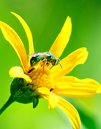 Green Bee