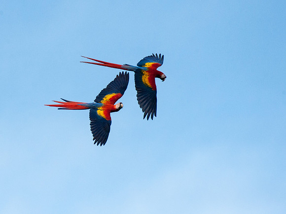 Scarlet Macaws in flight