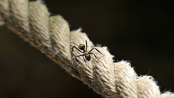 Golden Carpenter Ant