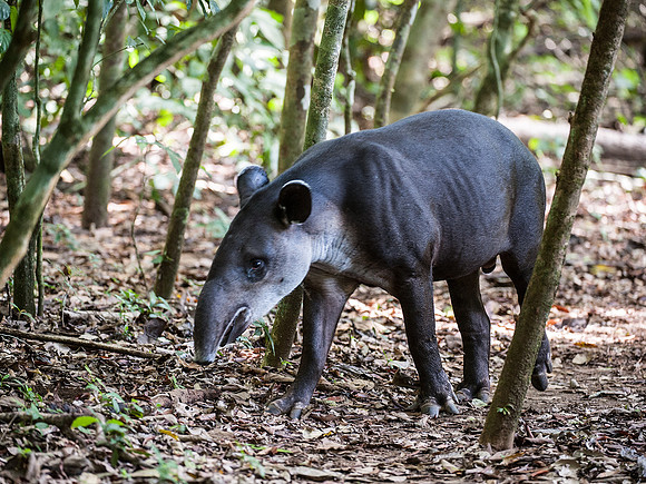 Baird's Tapir