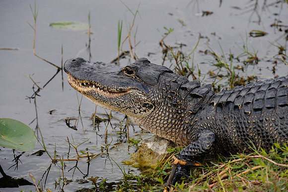 Alligator, Florida Everglades