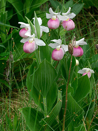Showy Ladies slipper Orchid bunch