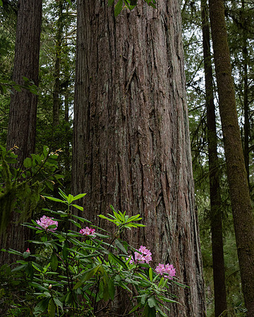 Redwood and Rhododendren
