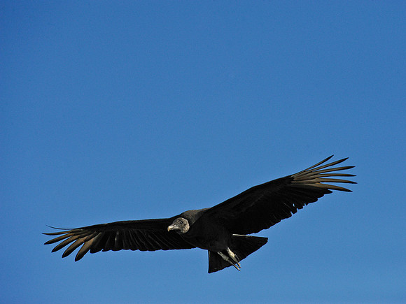 Black Vulture