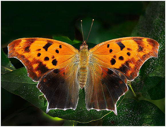 Anglewing Butterfly